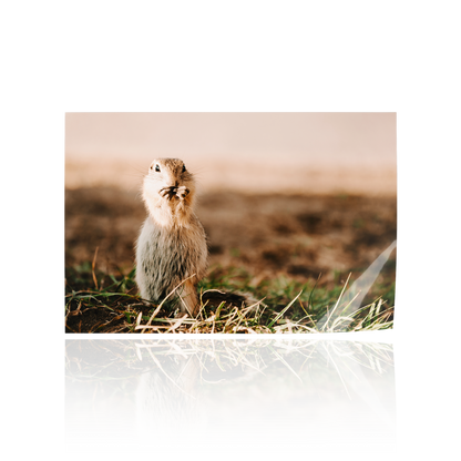 "A Furry Friend" Ground Squirrel Print