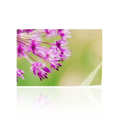 "Beauty in the Details" Allium Giganteum Flower Print