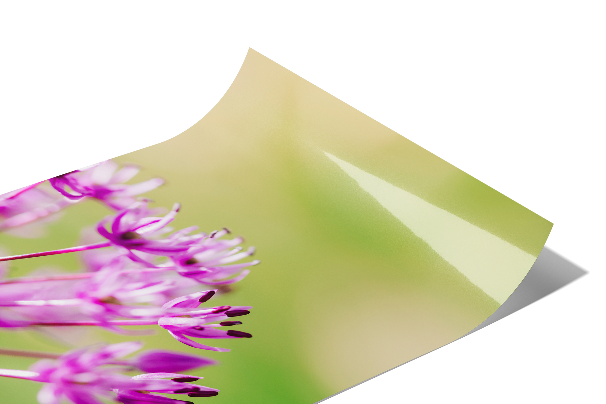 "Beauty in the Details" Allium Giganteum Flower Print