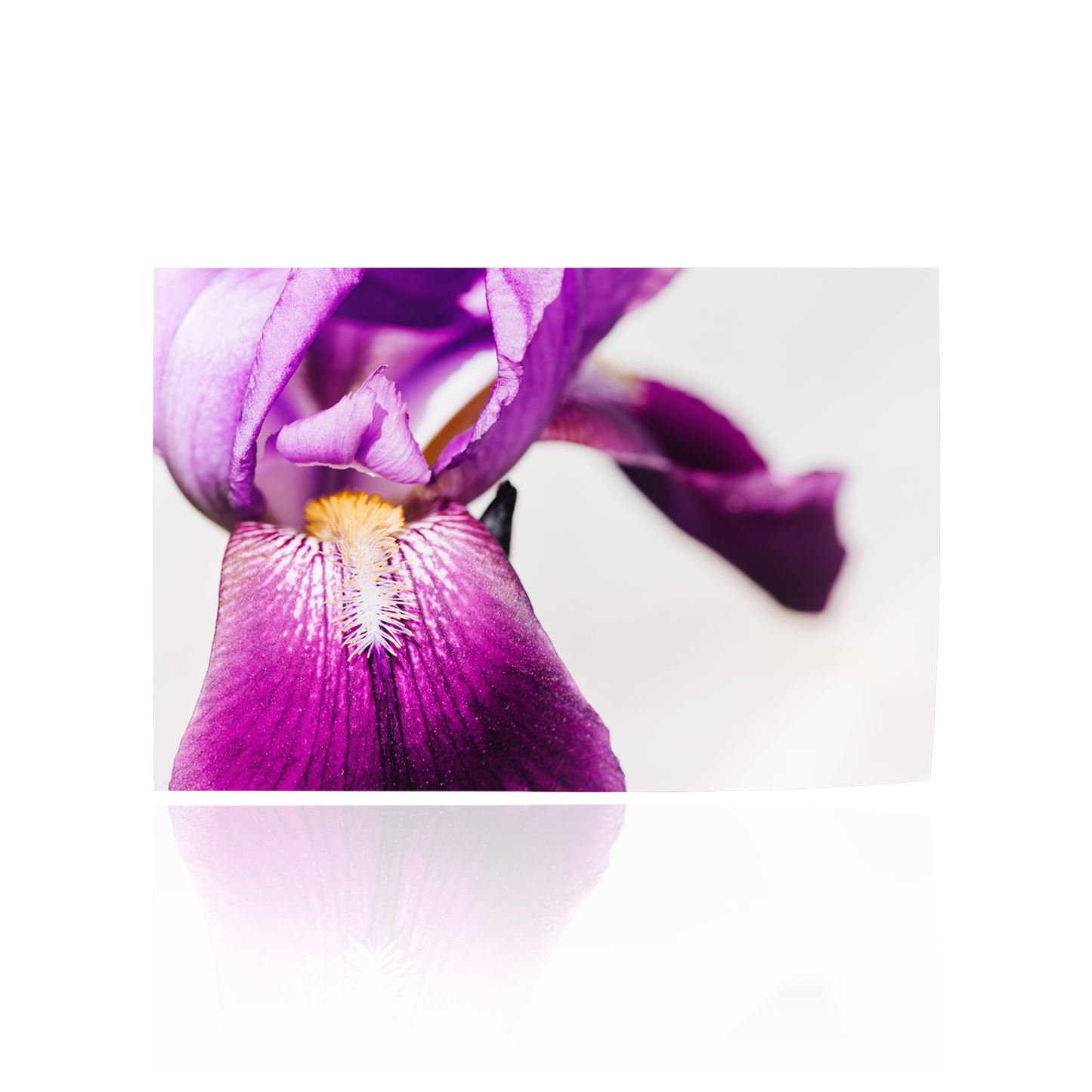 "Iris of My Eye" Purple Floral Print
