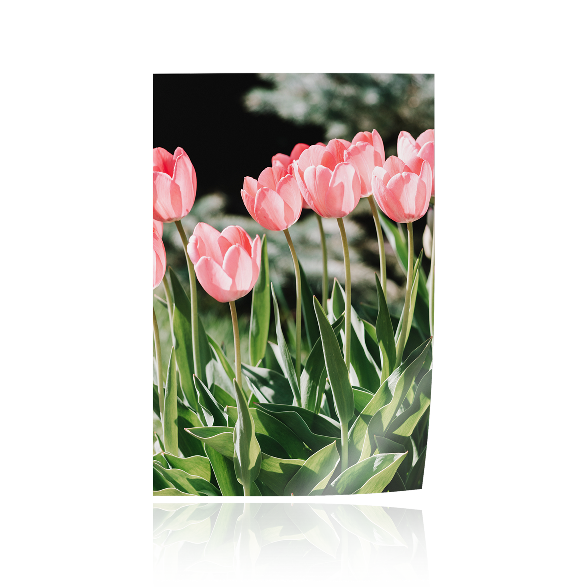 "Pretty in Pink" Floral Tulips Print
